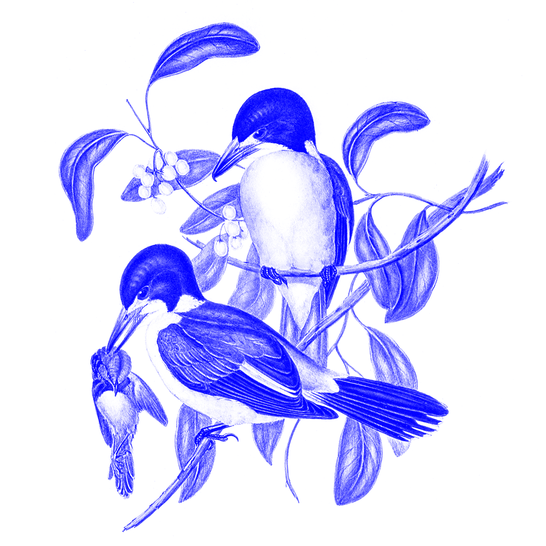 Butcherbirds