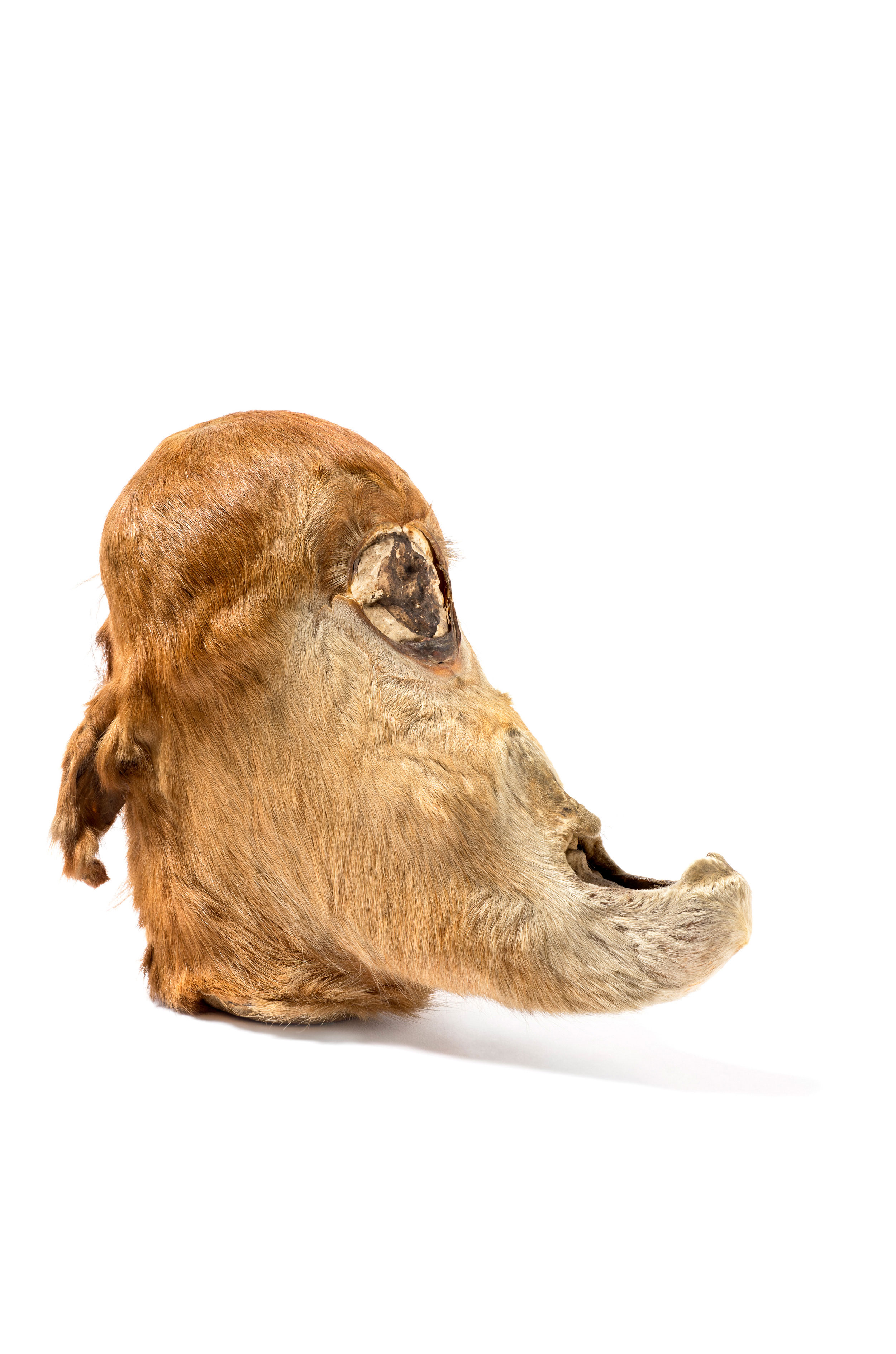 Bunyip