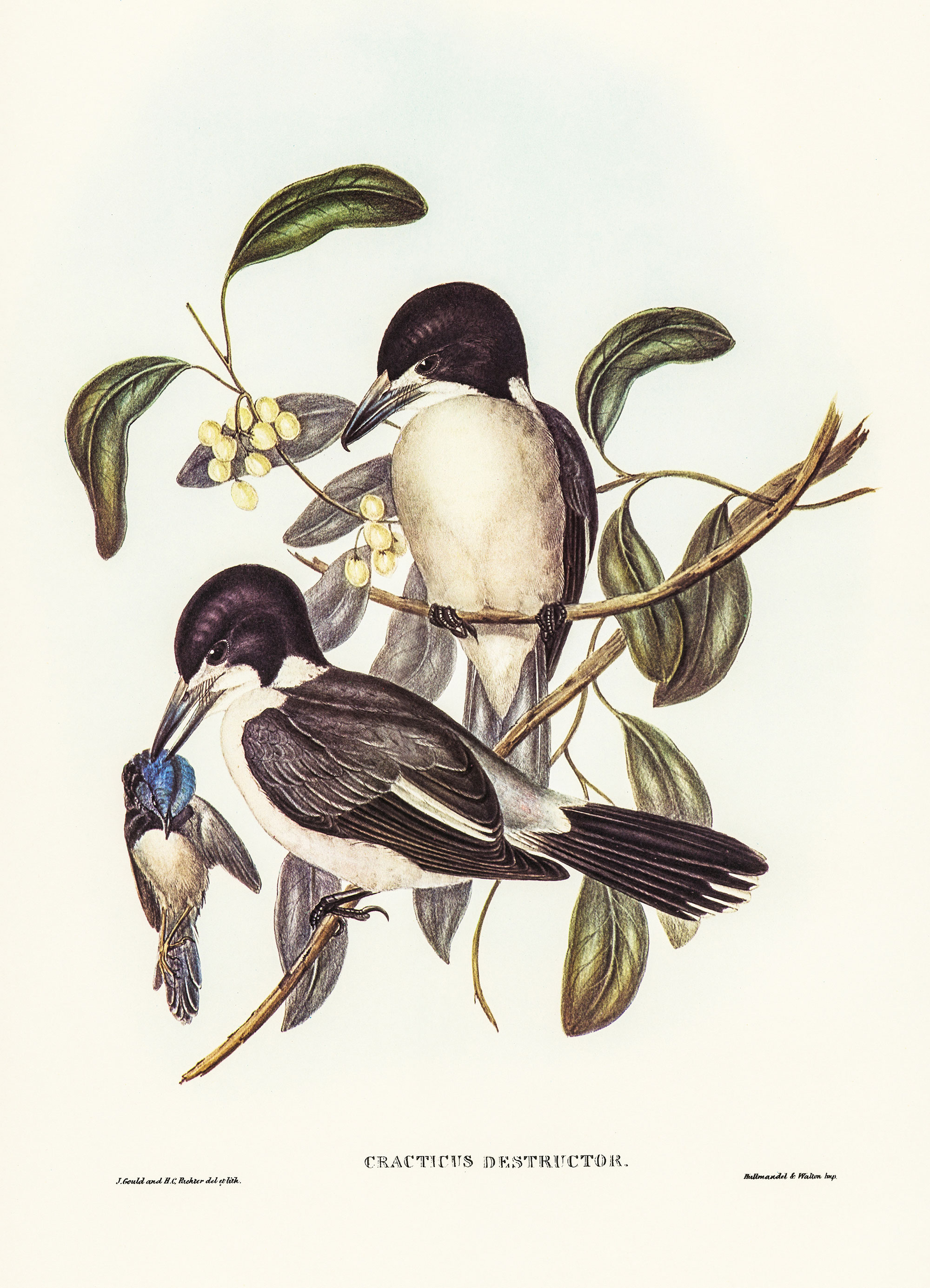 Butcherbirds