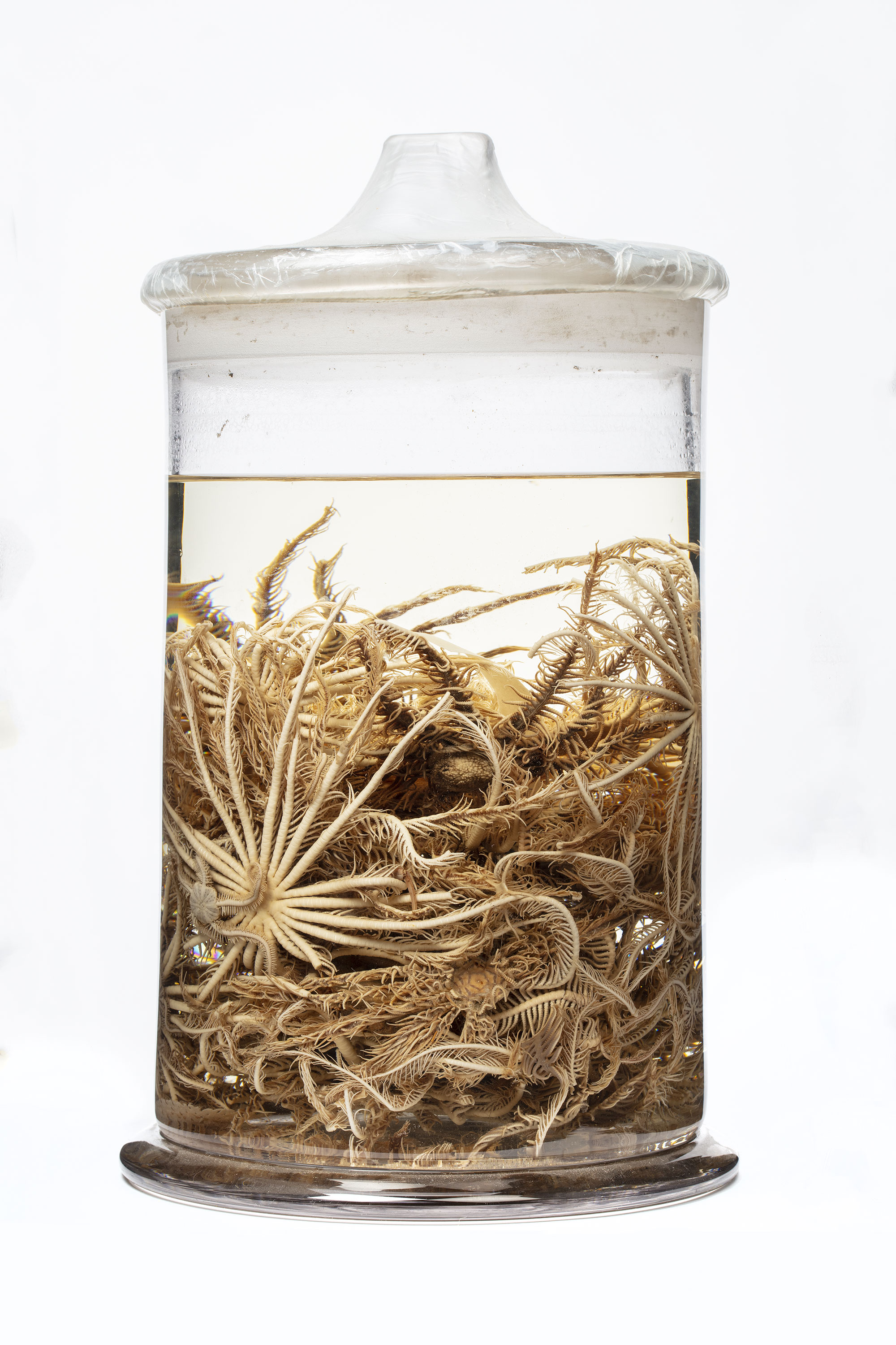 Echinoderms