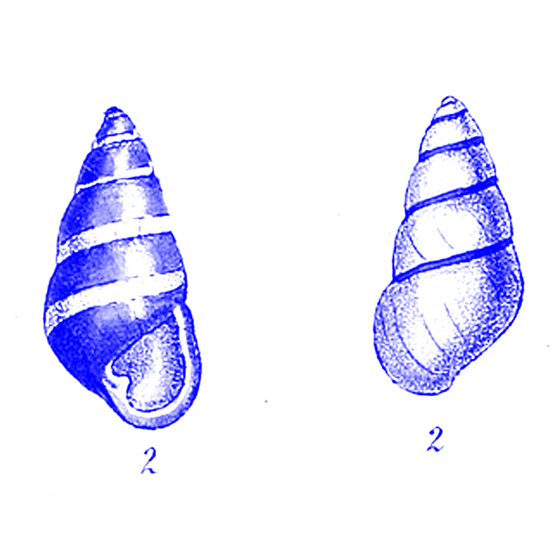 Hawaiian Tree Snails