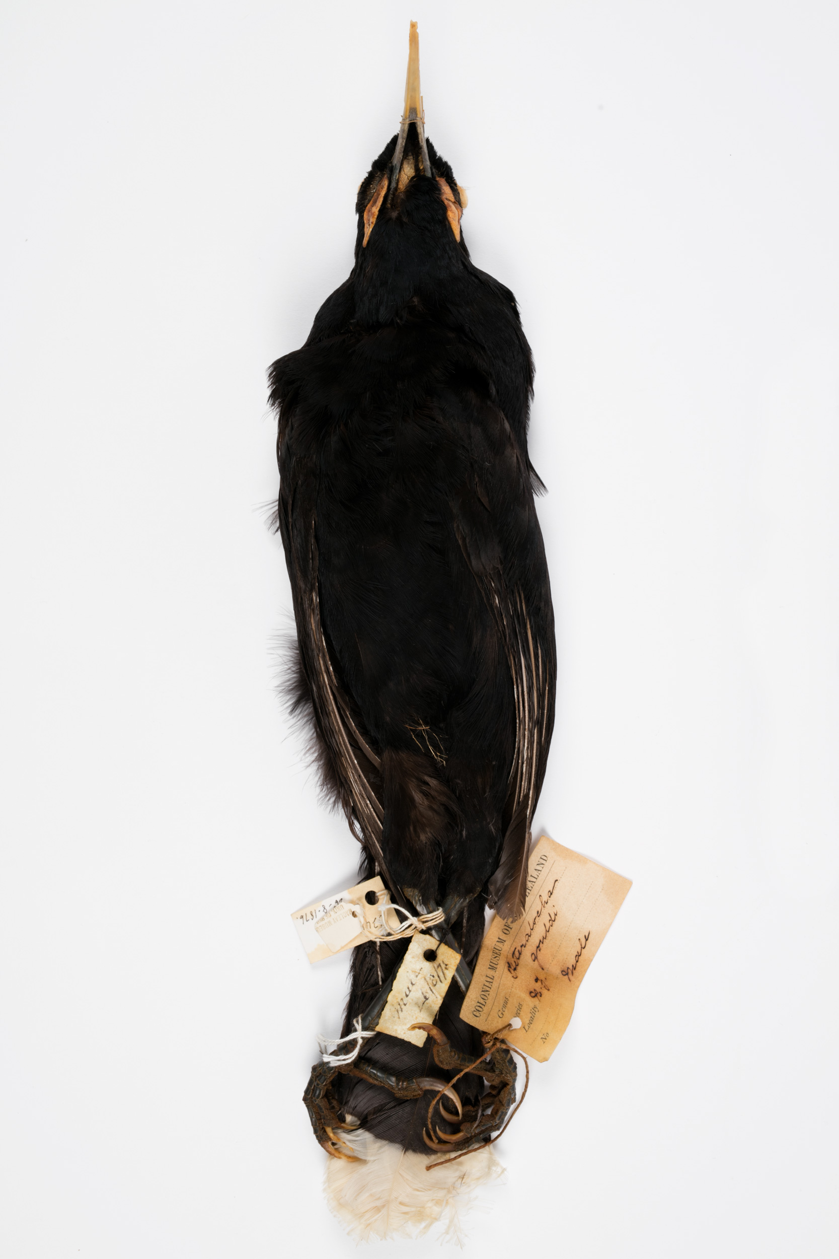 Huia