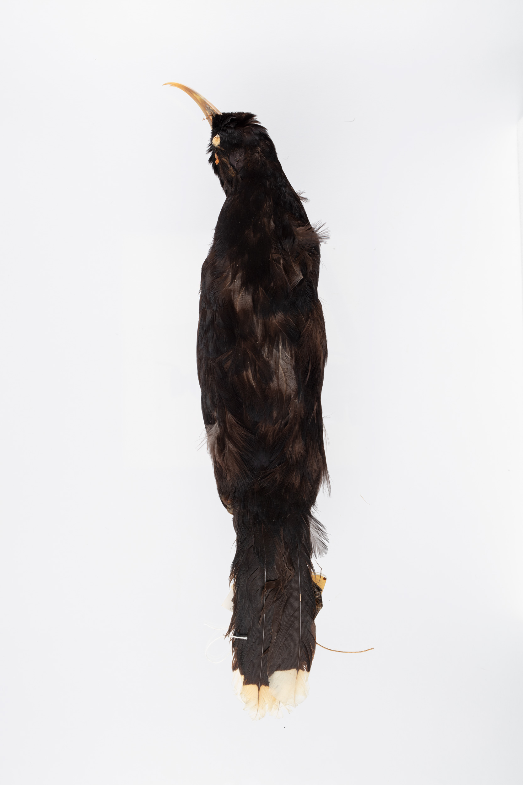 Huia