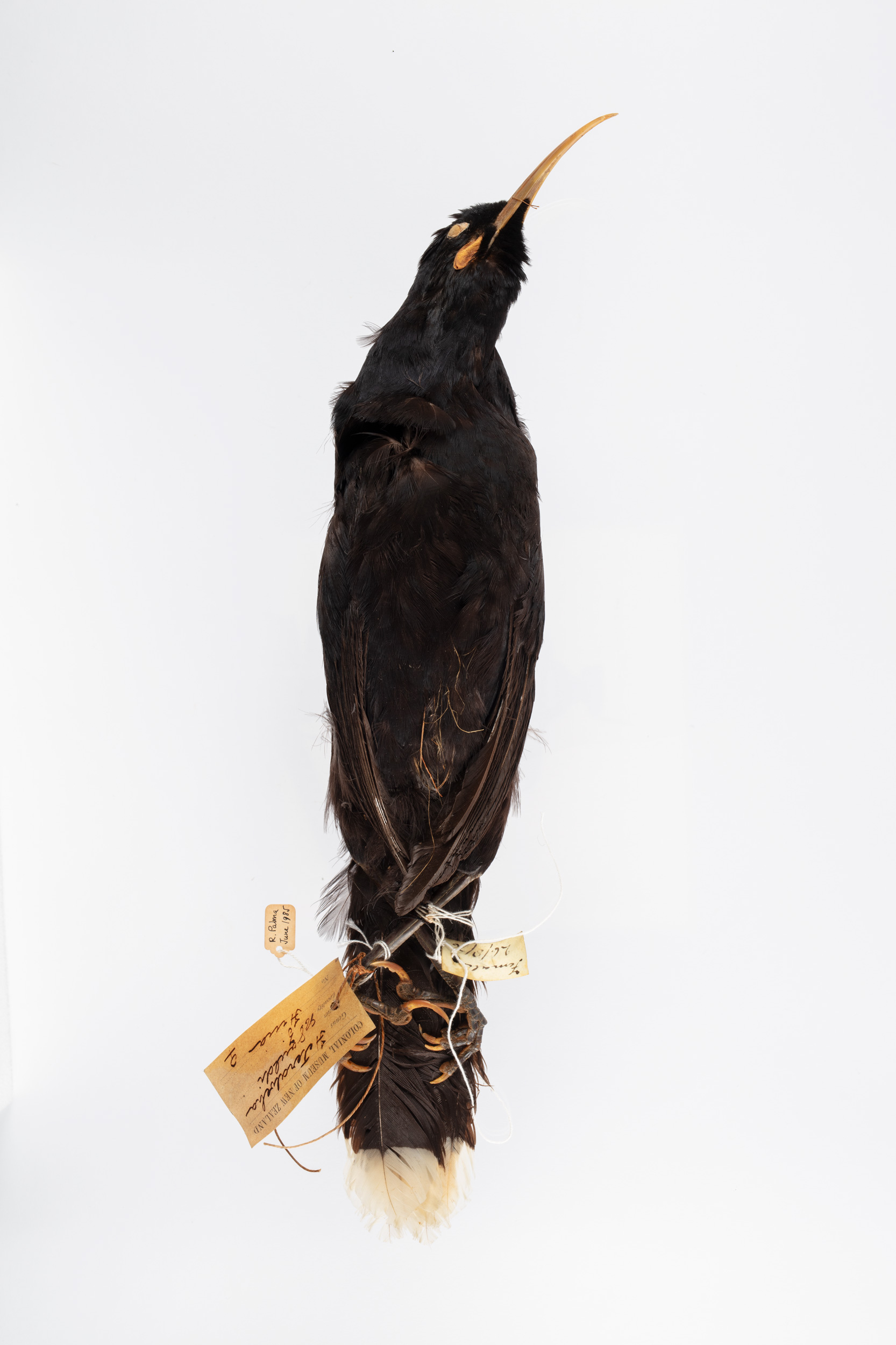 Huia