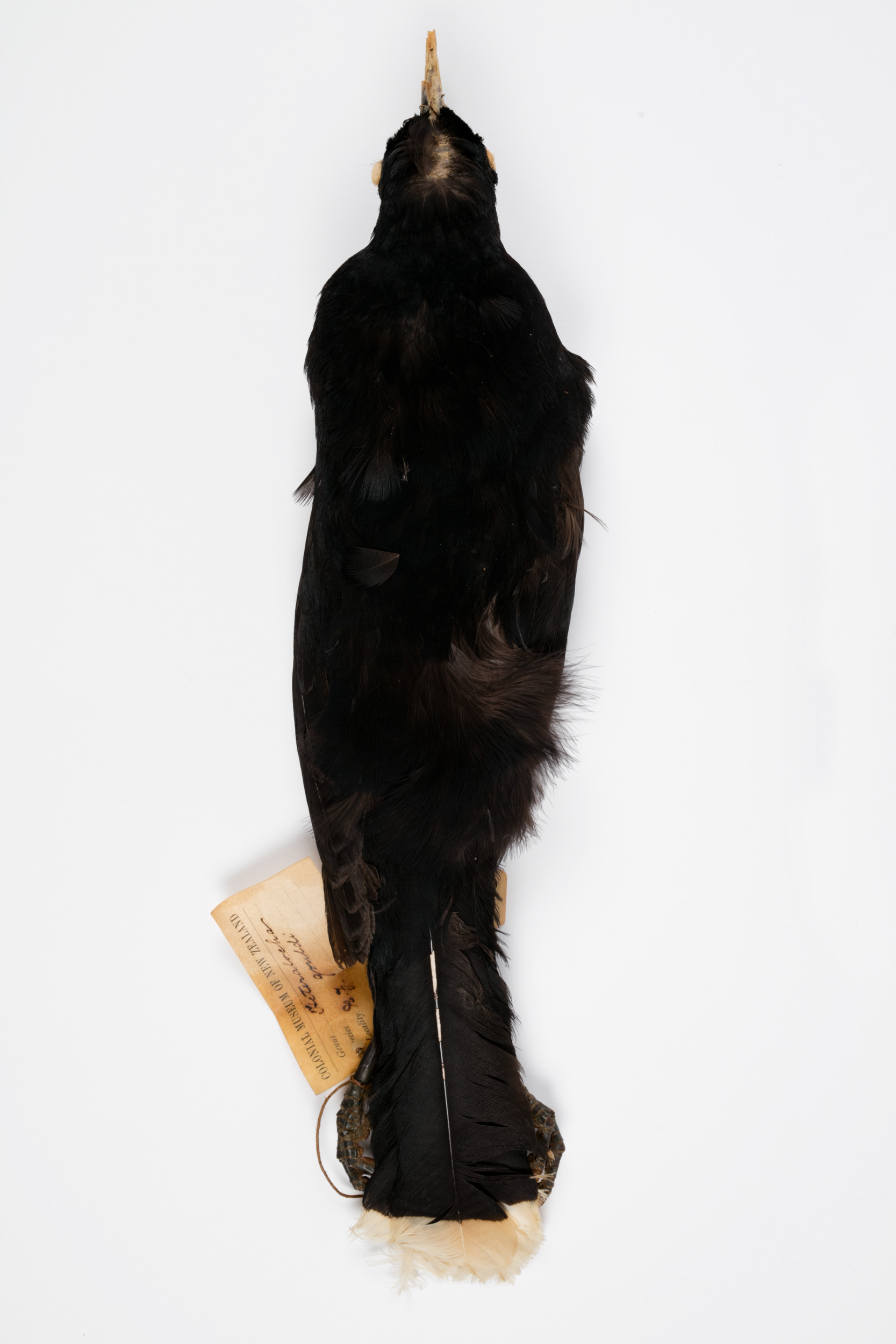 Huia