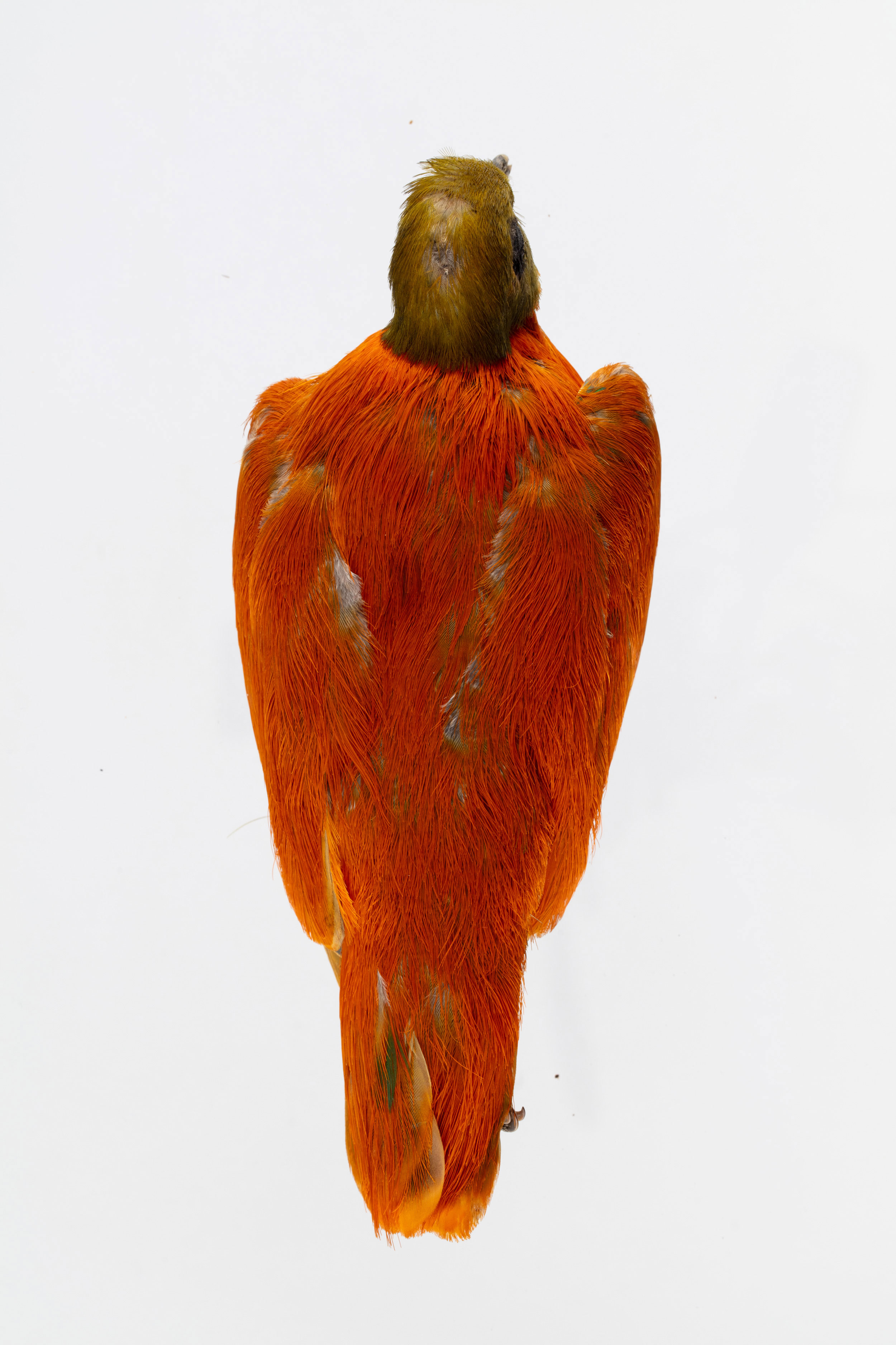 Male Orange Dove