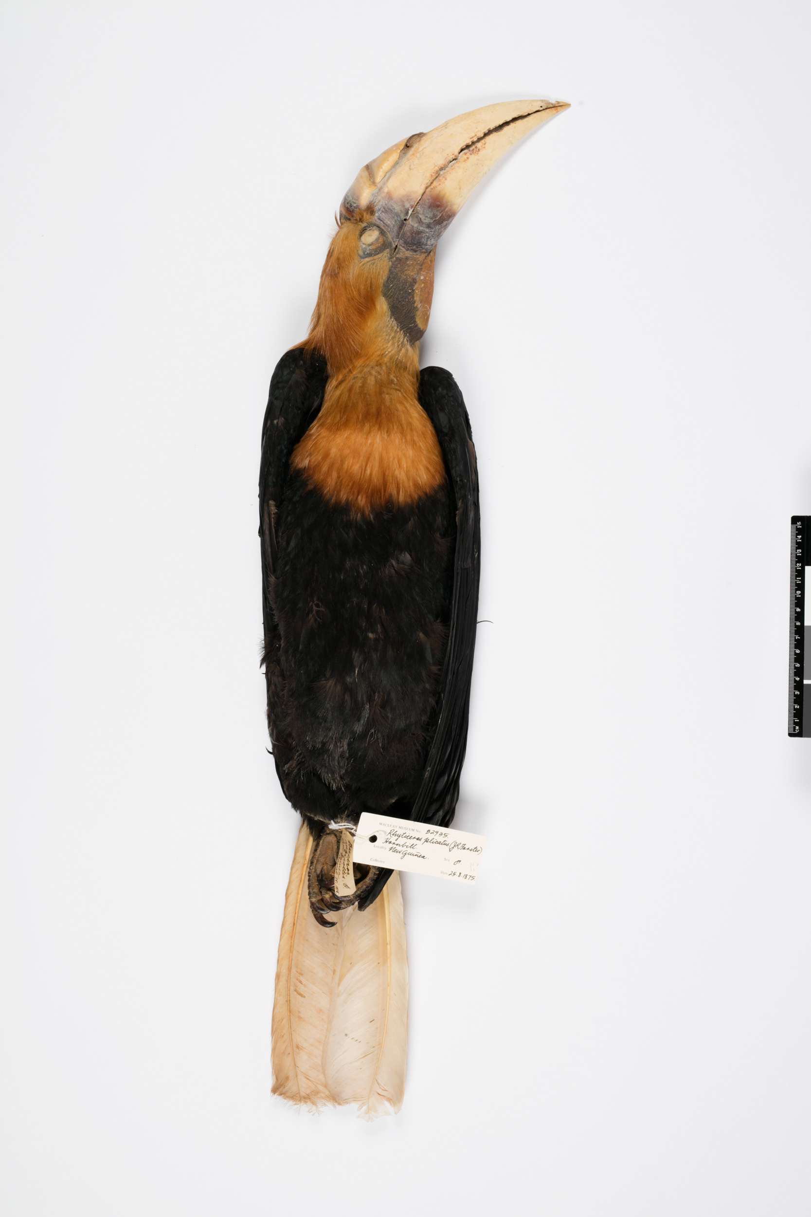 Papuan Hornbill