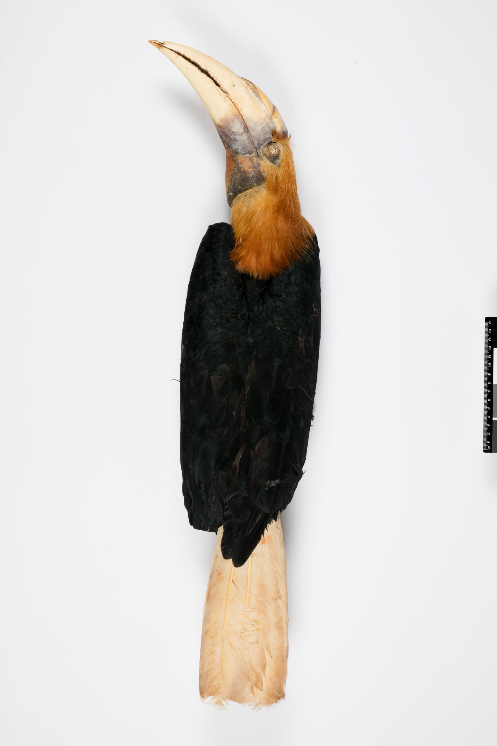 Papuan Hornbill