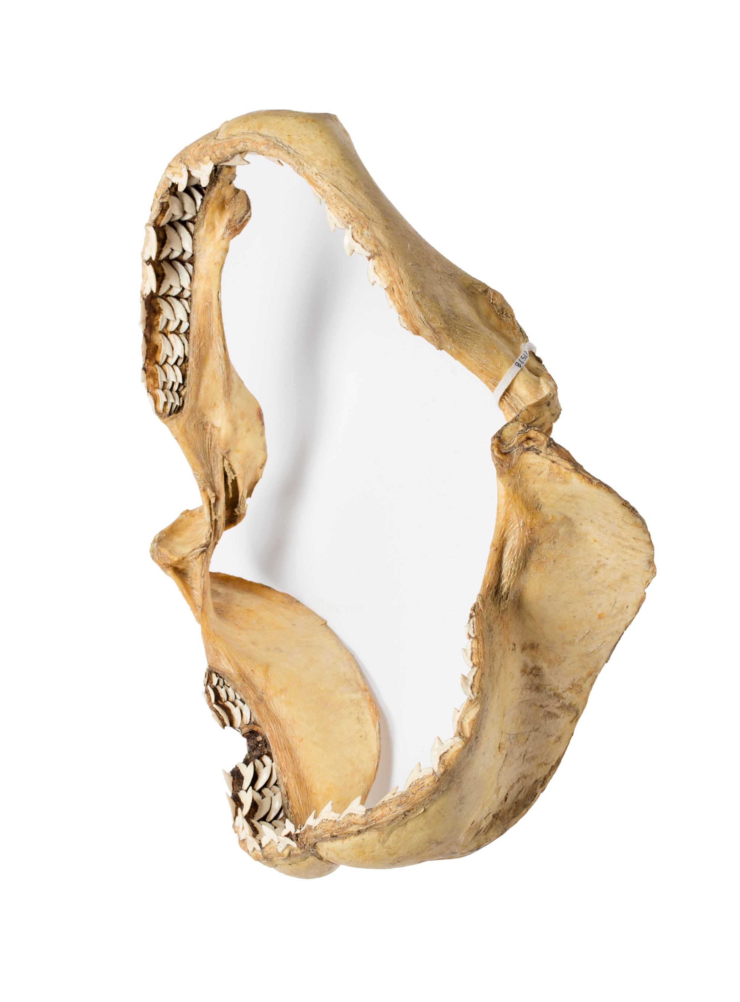 Shark Mandibles