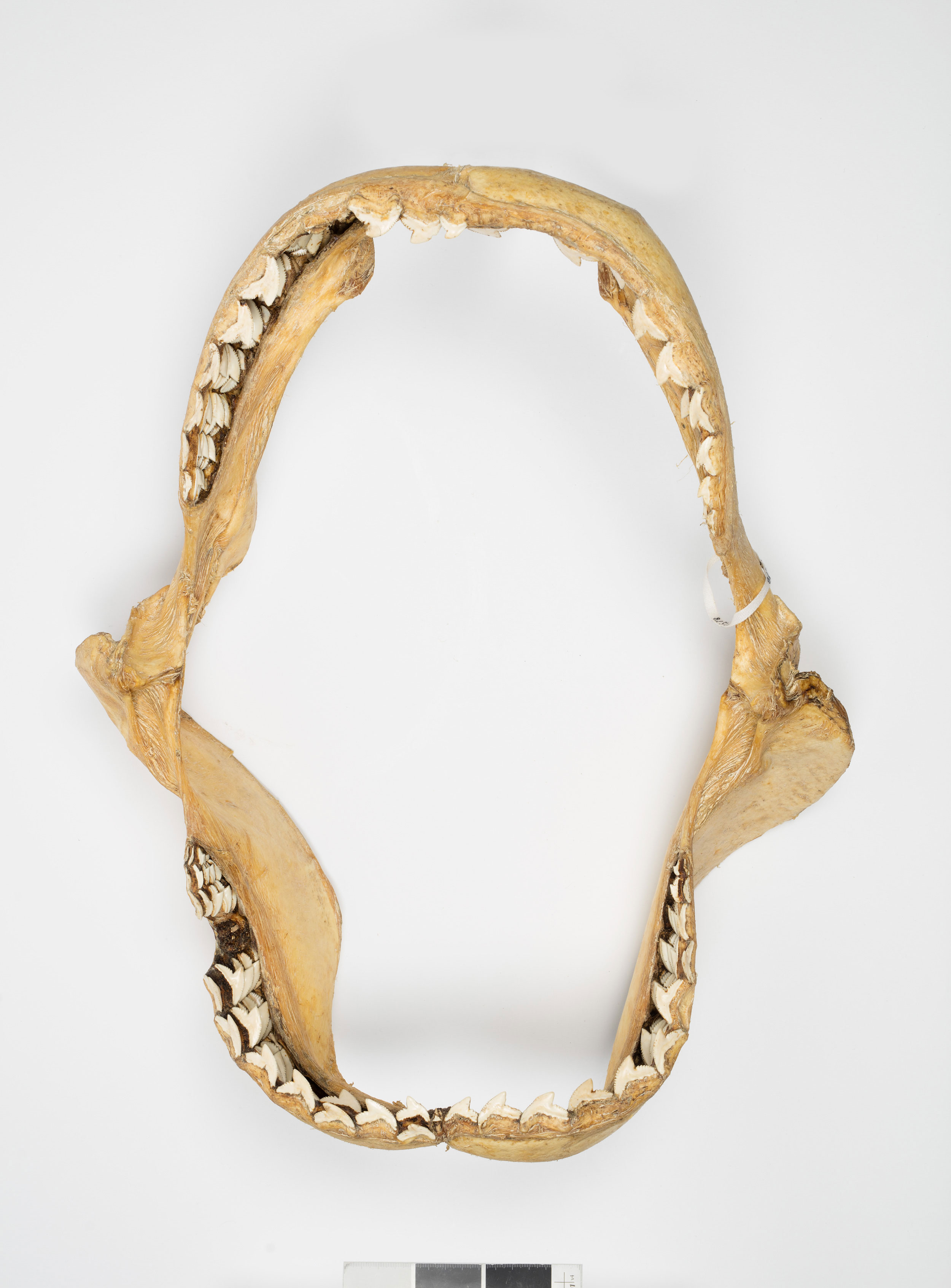 Shark Mandibles