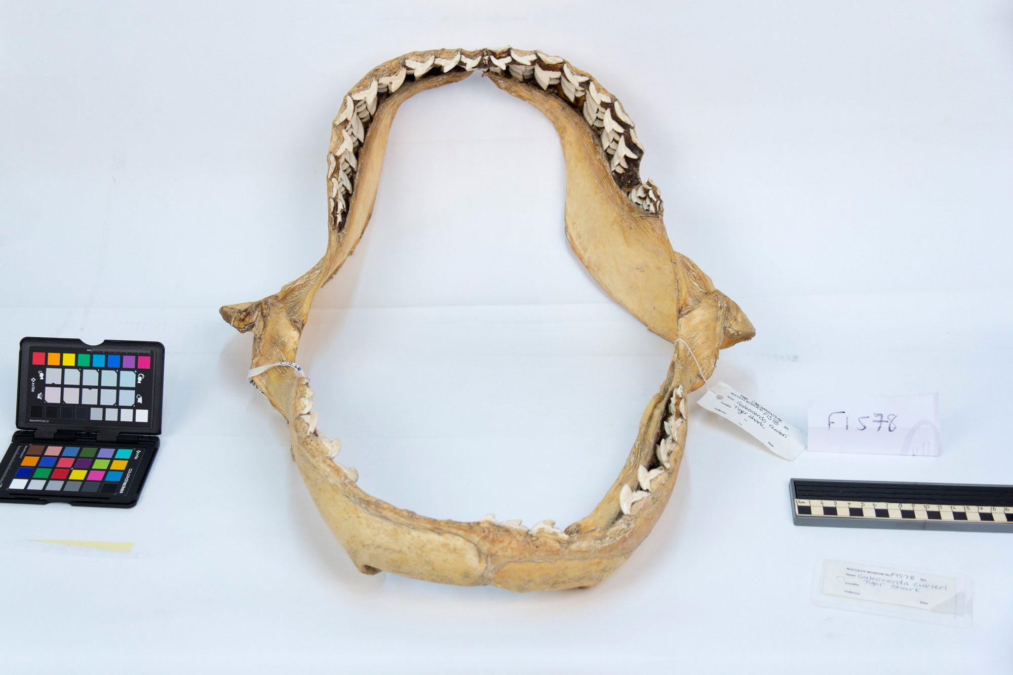 Shark Mandibles