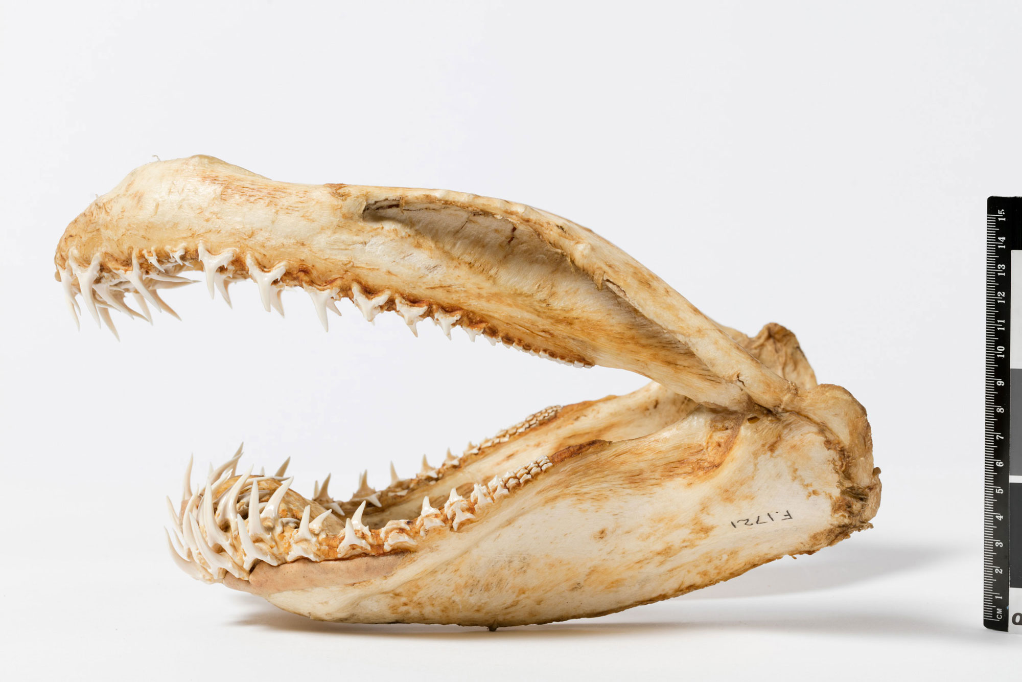 Shark Mandibles